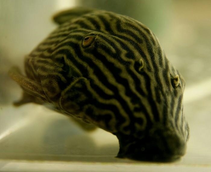 Handsome, panak) - Aquarium, My, Aquarium fish