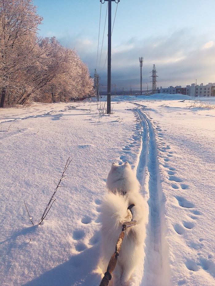 Samoyed. Dawn. Skijoring. - Dog, Samara, Longpost, My, Samoyed, Squirrel, Forest, Skijoring