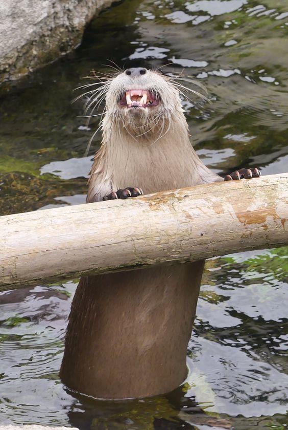 Smile - The photo, Otter, Animals, Smile