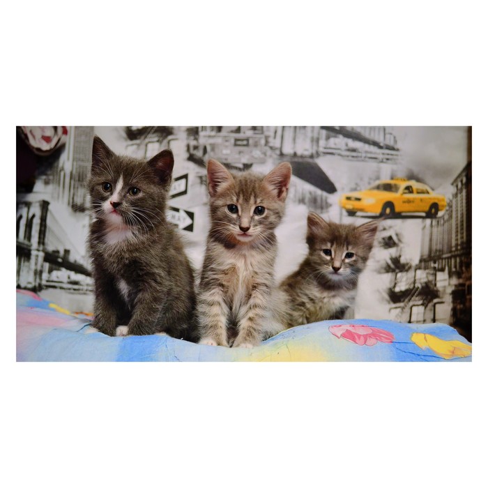 My kittens =^_^= - Kittens, cat, Catomafia, The photo, Milota, Peekaboo, Longpost