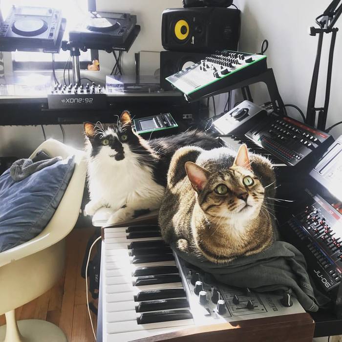 Cats and synthesizers - cat, Musical equipment, Equipment, The photo, Longpost, Synthesizer