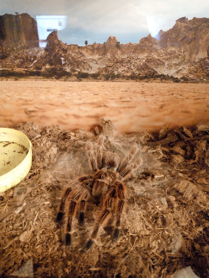 This is how we rest after molting. She stretched her paws on her feather bed from a cobweb) - My, Arachnophobia, Spider, Pets, , Chilean Pink Tarantula, Grammostola, Bird spiders