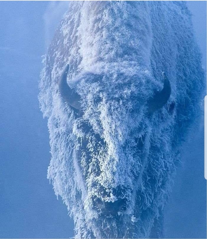 Мощь и красота. - Зима, Бизон, Фотография