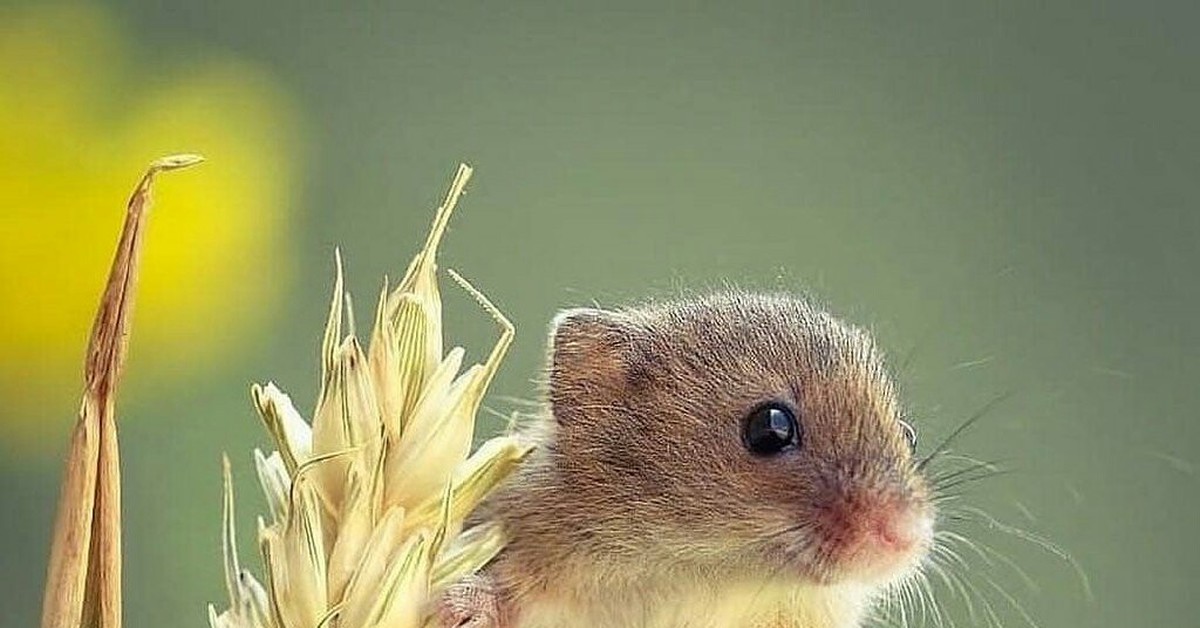 Милая мышь. Милые мышки. Милые мышата. Пушистая мышка. Милота мышь.