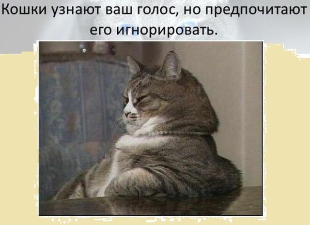 Коты умнее собак. Вот доказательство: - Кот, Котомафия, Игнор