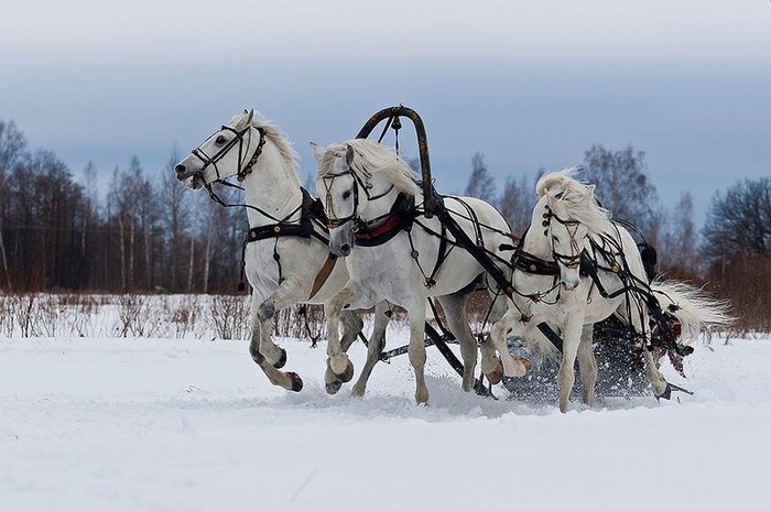 Тройка лошадей Россия, Зима, Лошади