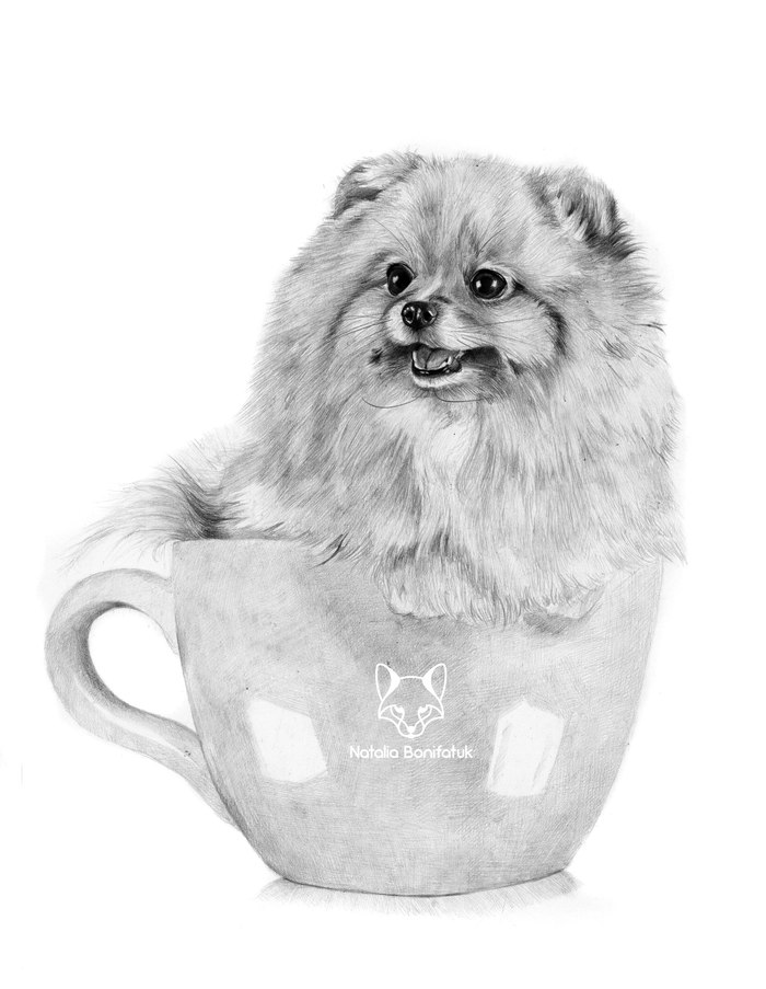 Baby Topa, Spitz - Pencil drawing, Animals, Animalistics, A cup, Dog, Spitz, Simple pencil, Drawing, My