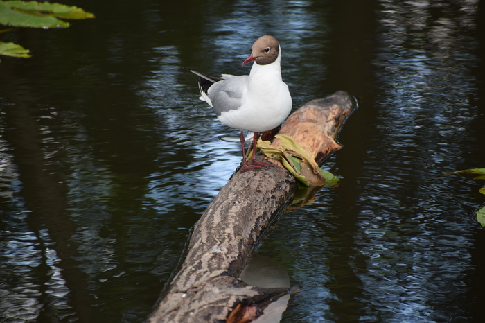 Birds of Shuvalovsky Park - My, Birds, Beginning photographer, Saint Petersburg, The park, Longpost