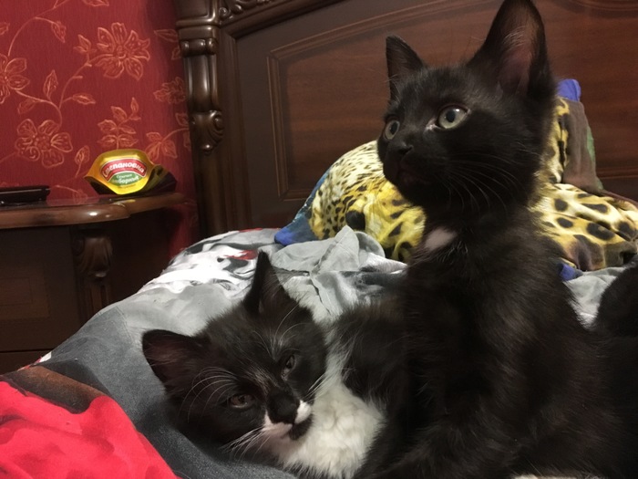 Meet Mittens and Skoda! - No rating, Kittens, In good hands, cat, Catomafia, Longpost