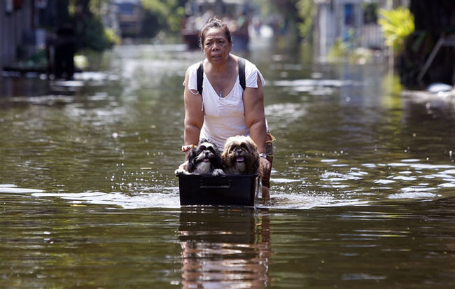 How resourceful Thais swim in flooded Bangkok - Bangkok, The photo, Потоп, Longpost