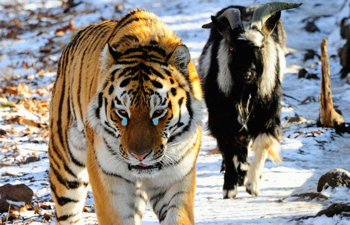 Tiger Amur, who made friends with the goat Timur, decided to sell to the Krasnodar Territory - My, Tiger Cupid and Goat Timur, Primorsky Krai, Amur tiger, Video