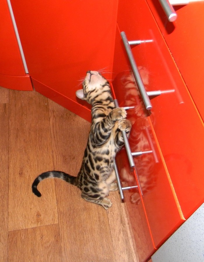 The letter zyu or koto-yoga - cat, Longpost, Bengal cat, My, Catomafia