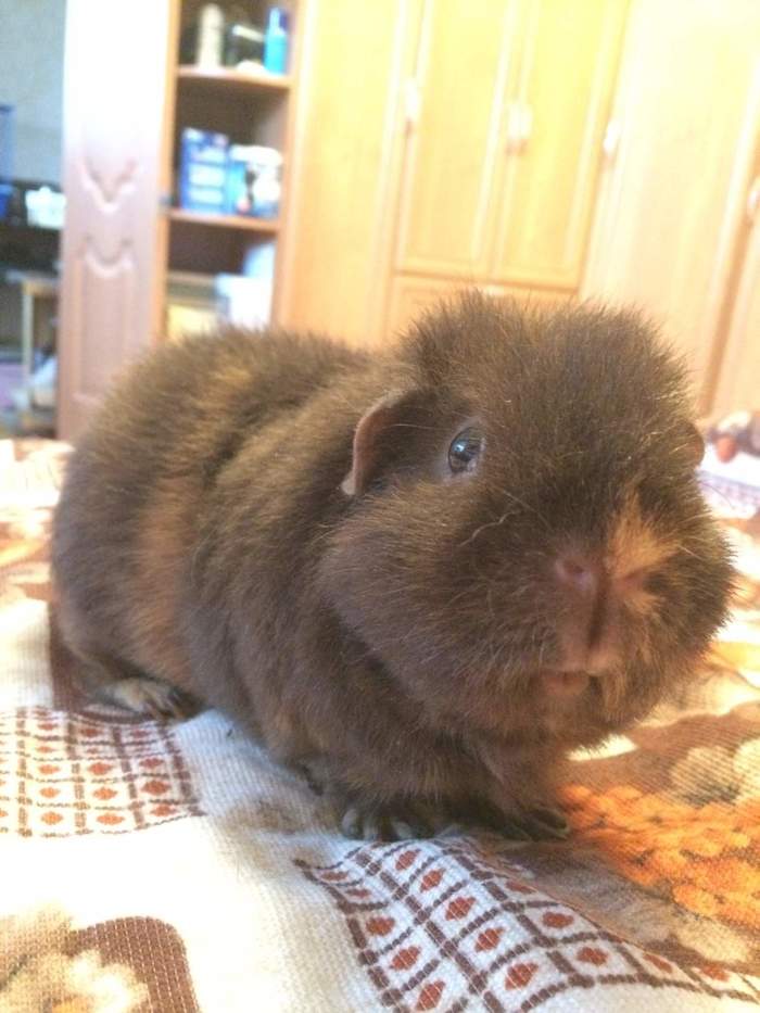 American teddy - Pet, Guinea pig, Pets