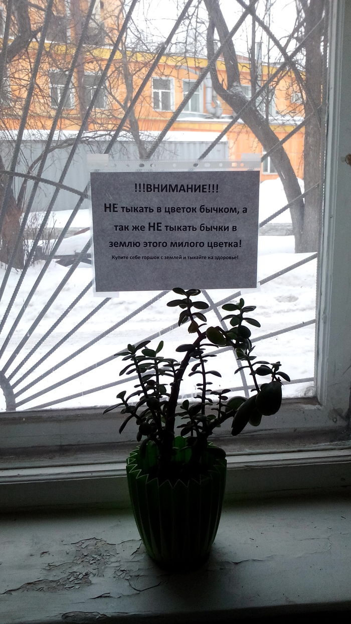 И вообще ничего не делайте с цветком