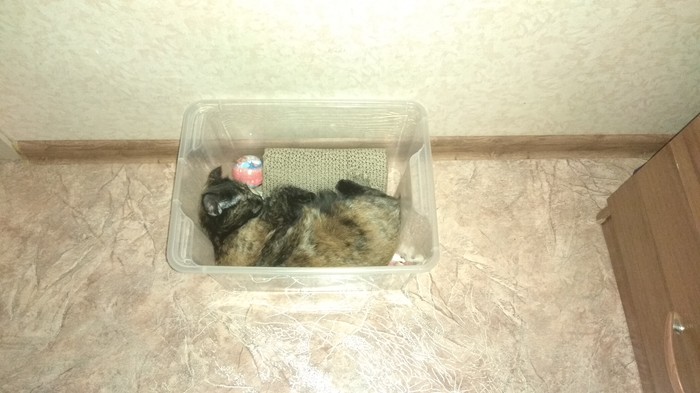 Сон среди любимых игрушек