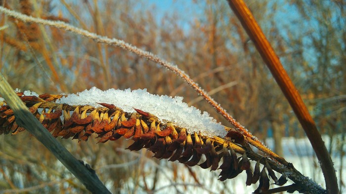 Frost and sun ... - My, Winter, freezing, Macro, The sun, Nature, Macro photography