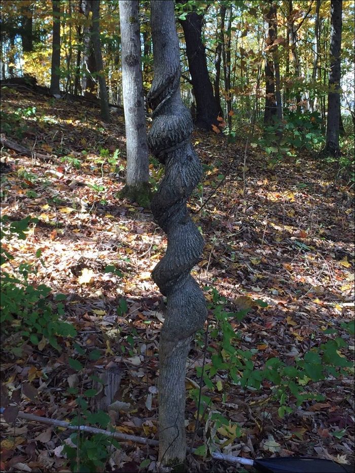 I wonder how it happened... - Tree, Spiral