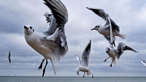 A resident of St. Petersburg offered to paint seagulls in the Russian tricolor for the Navy Day - Russia, Saint Petersburg, Project, Sentence, Seagulls, Tricolor