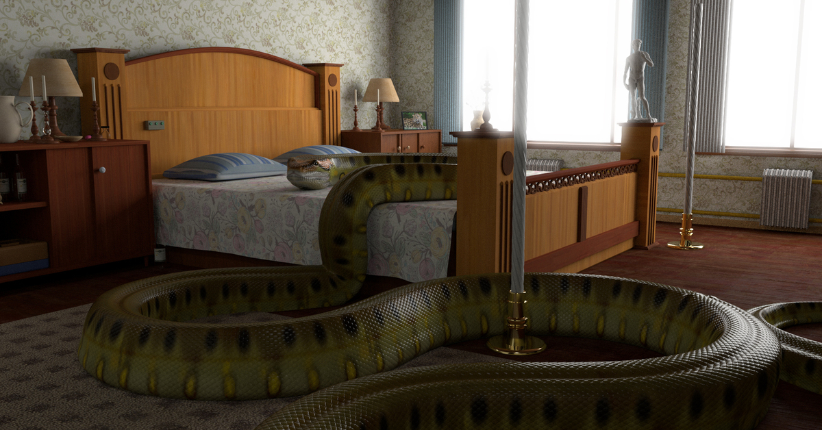Комната змей. Питон белогубый ядовитый. Snake room. Змея в квартире. Видео во сне змею идущей по комнате.