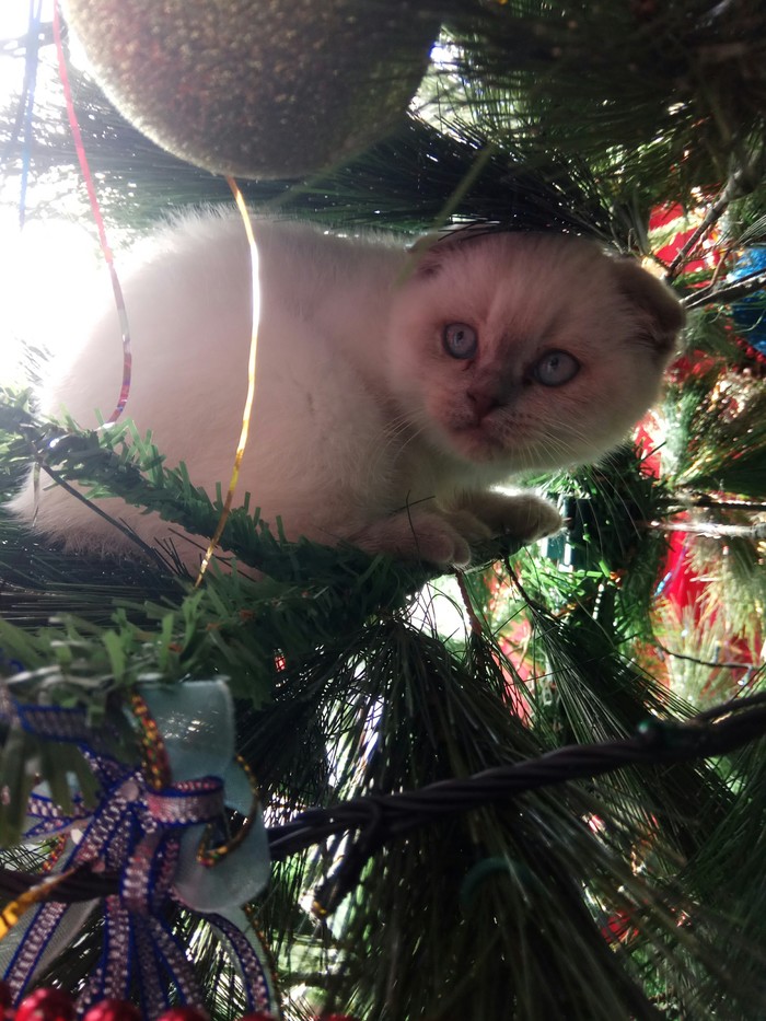 Yolkolaz Marusya (continuation of acquaintance). - My, Catomafia, Kittens, Christmas tree, Longpost, cat