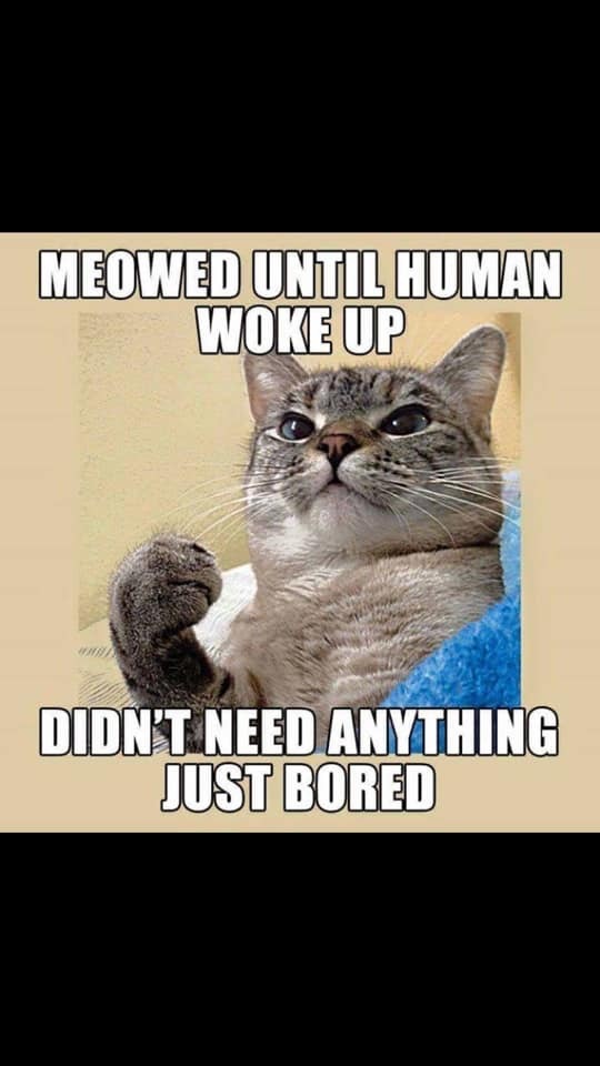 I meowed until the man woke up. - cat, Catomafia, Picture with text