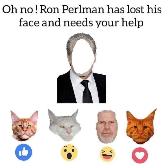 Oh no!! - Maine Coon, Ron Perlman, Face