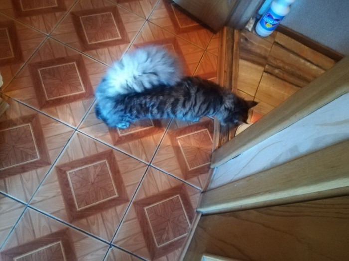 My Meow-kun - Maine Coon, My, Longpost, cat, Catomafia