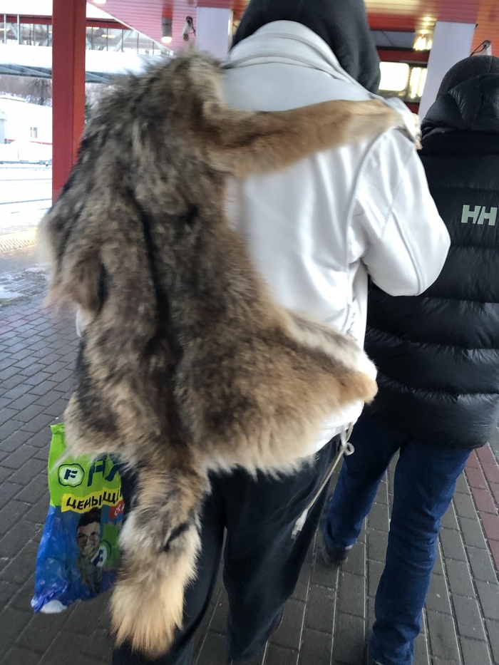 I met such a hunter today in the subway - My, Skin, Wolf, The photo, Metro, Longpost