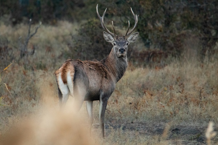 Some photo trophies for 2018 - My, The photo, Nature, Animals, Longpost