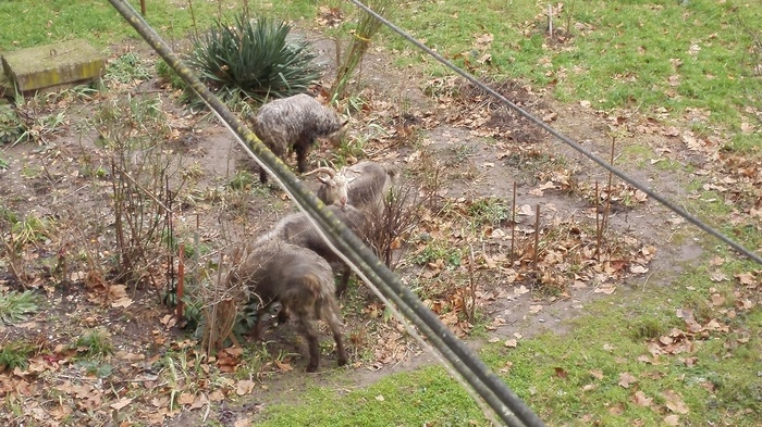 I go out to the balcony, and there ... - My, Krasnodar, Goat, Rams, Video, Longpost, Herd, Pasture