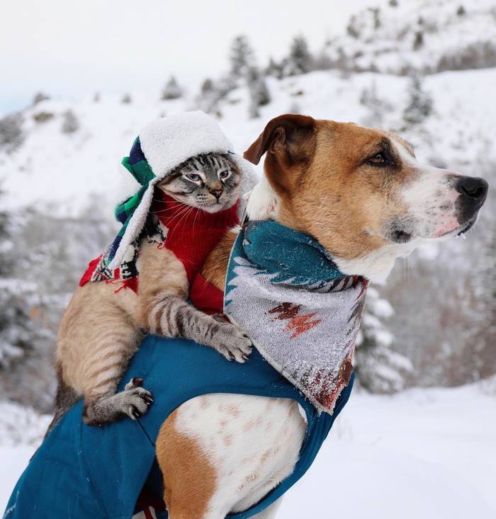 Friendship between cats and dogs exists - Dog, cat, Winter, friendship, Instagram, Longpost