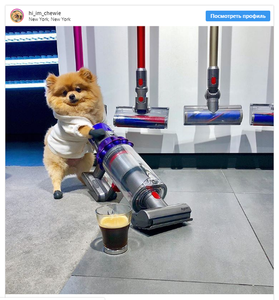 Домашние питомцы и любимцы в качестве лидеров мнений в Instagram ...