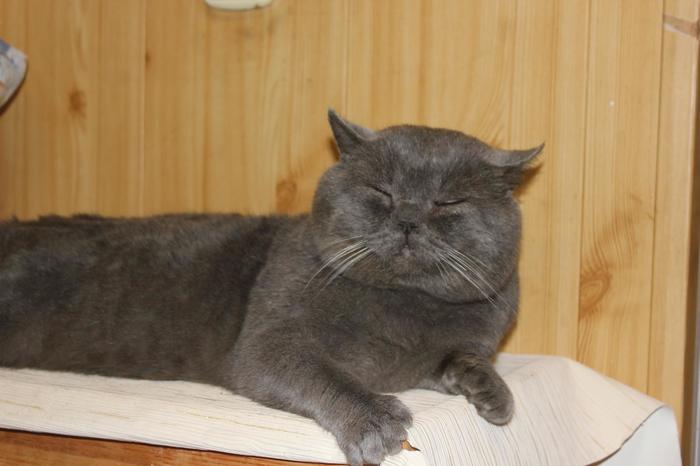 Британский кот - Вася Кот, Британский кот, Серый, Длиннопост