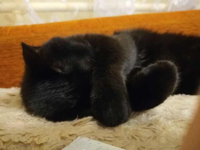 sleeping cat - My, cat, Black cat