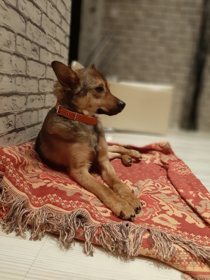 Sobakevich is looking for a family - My, Dog, Help, In good hands, Republic of Belarus, Grodno, Kindness, Animal Rescue, Longpost, No rating, Helping animals