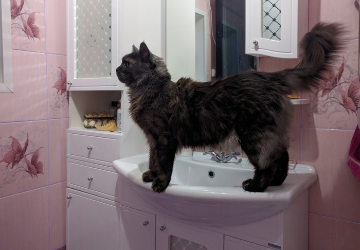 Master, how is it? Do you have another Maine Coon? - My, Darius, Maine Coon, Curiosity, Mirror, Catomafia, Longpost, cat