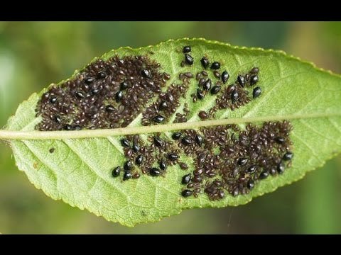 Effective solutions for spider mites and aphids - My, Plants, Care, Pests, Longpost