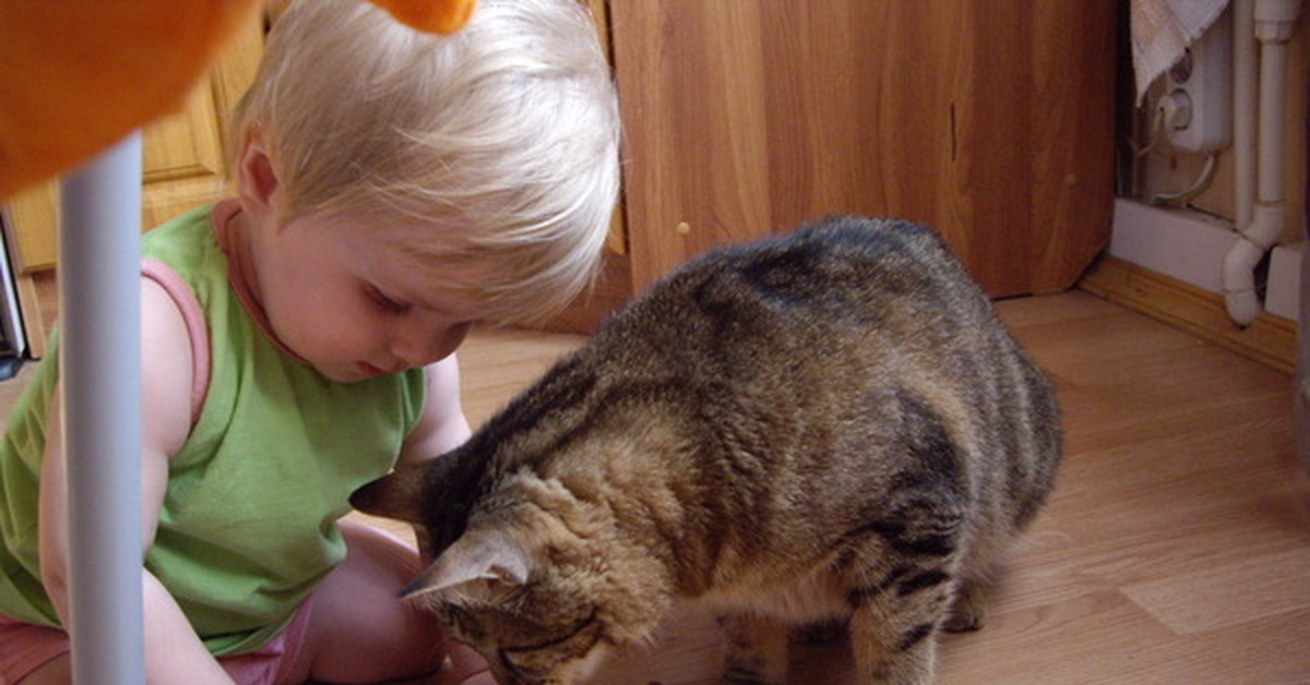Кошка ничего не ест. Кормить домашних животных. Ребенок кормит кошку. Корм насыпают в миску. Дети кормят котов.