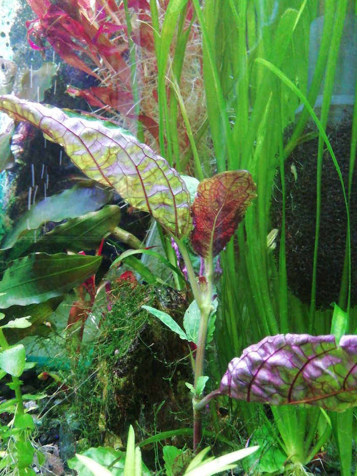 Help identifying a plant - Aquarium, Aquarium plants, Longpost