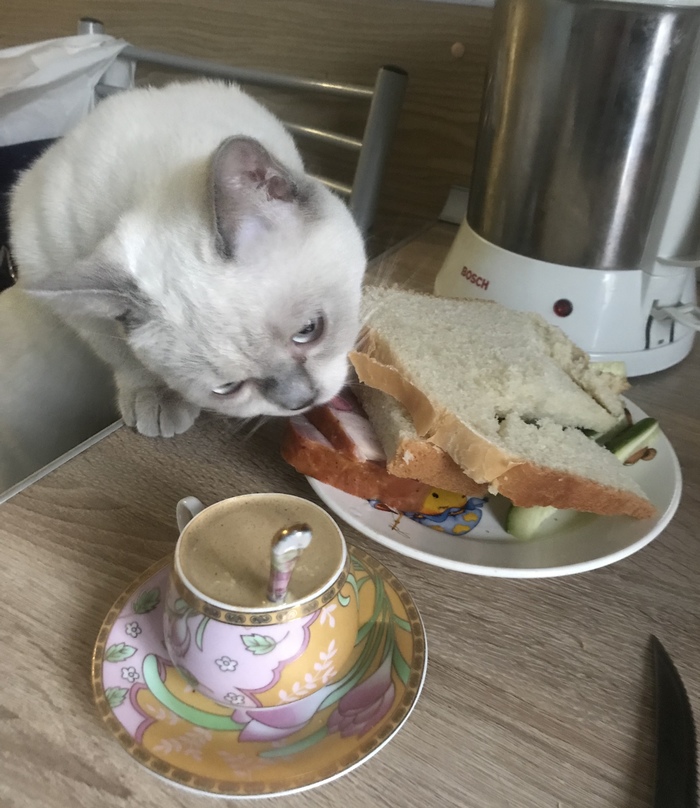 Breakfast of an aristocrat or the life of a British cat in Russia. - My, Milota, Cat breeds, cat, A sandwich, Kus