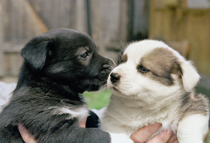 Police officers in Khakassia rescued puppies left on railway tracks - My, Dog, Puppies, The rescue, Police, Khakassia