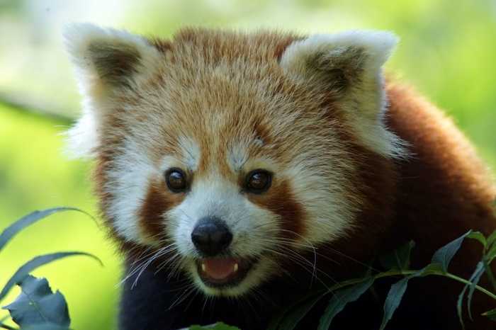 Red panda - The photo, Red panda, Milota, Nyasha