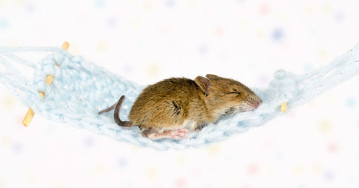 Спокойной мыши. Спящий мышонок. Сонная мышь. Мышь замерзла.
