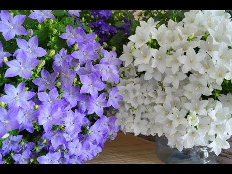 Bride and groom - My, , Bells, Bride and groom, Houseplants, Bloom, Longpost