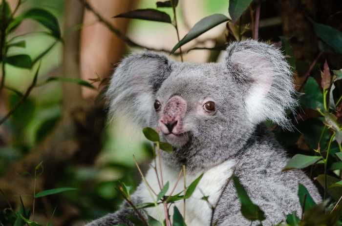 This koala reminds someone - Similarity, Koala, The photo, Boy, Memes