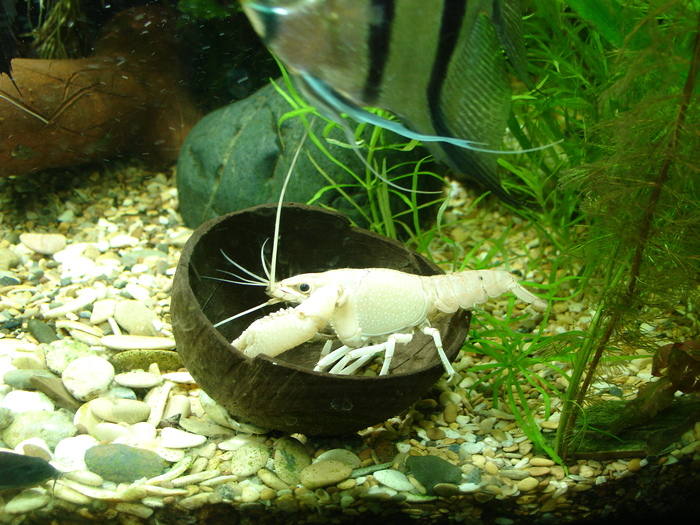 A few crayfish in a ribbon - Animals, Longpost, Aquarium, Crayfish, My