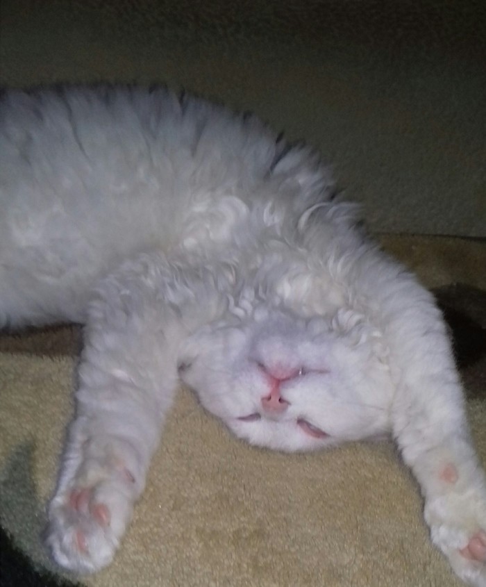 Snowball after a busy, hard, cat day. - cat, Dream, , Fatigue, Pet, Longpost, Pets