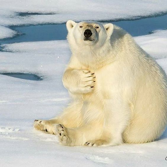 Who? - The photo, The Bears, Polar bear, Animals, Snow