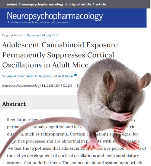 Марихуана и шизофрения (5): развитие мозга у мышей - Моё, Марихуана, Шизофрения, Марихуана - фактор шизы, Префронтальная кора, Гифка, Длиннопост
