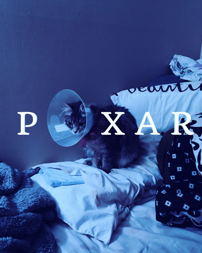 Cat - cat, Pixar, Funny